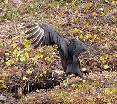 [Viewing the vulture from the back, the left wing is outstretched showing the off-white centers of those feathers. The left wing is folded on its back. It's standing on the ground with one foot as if it just landed.]